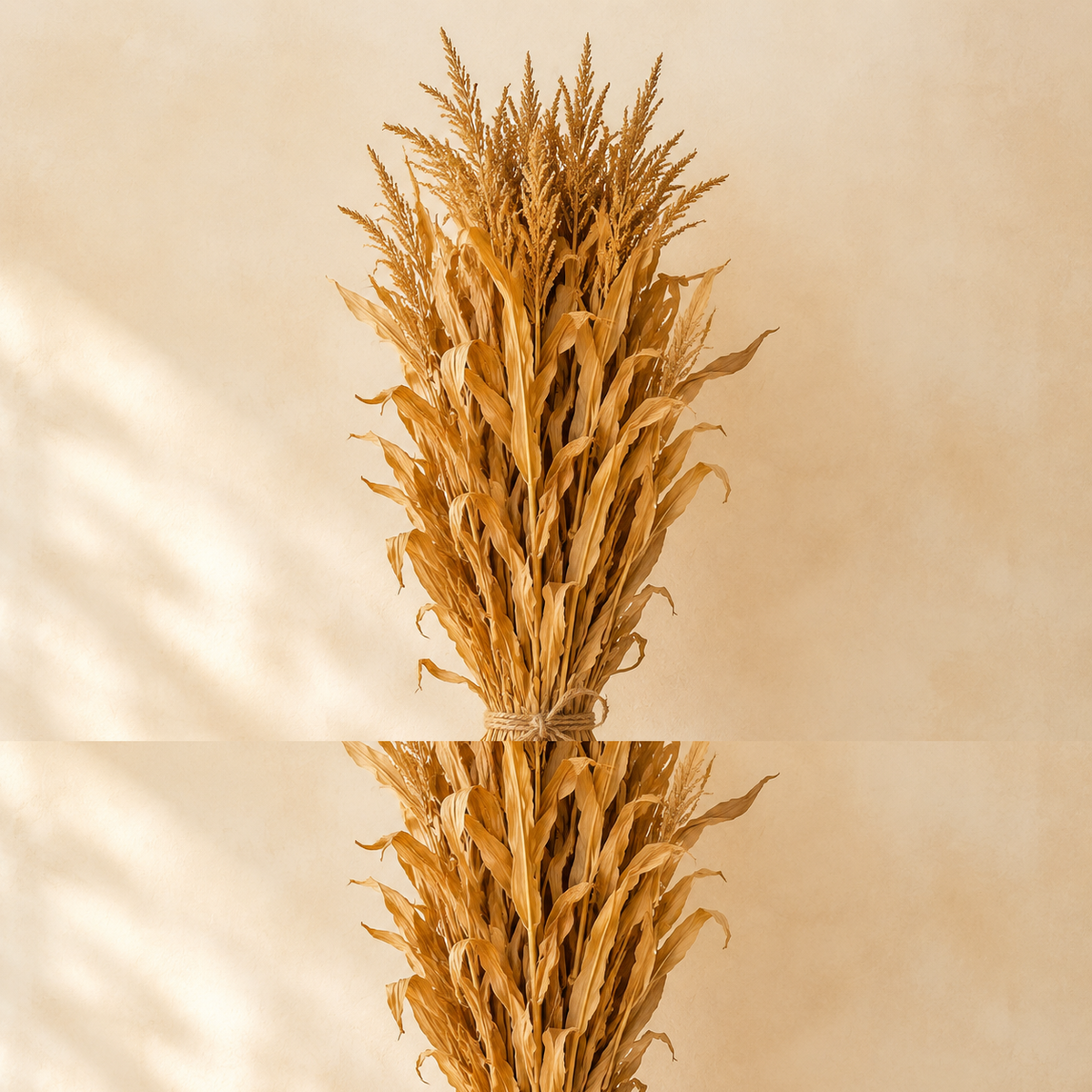 One tied dried cornstalk bundle