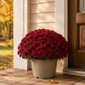 Fall mum add-on styled beside a front door