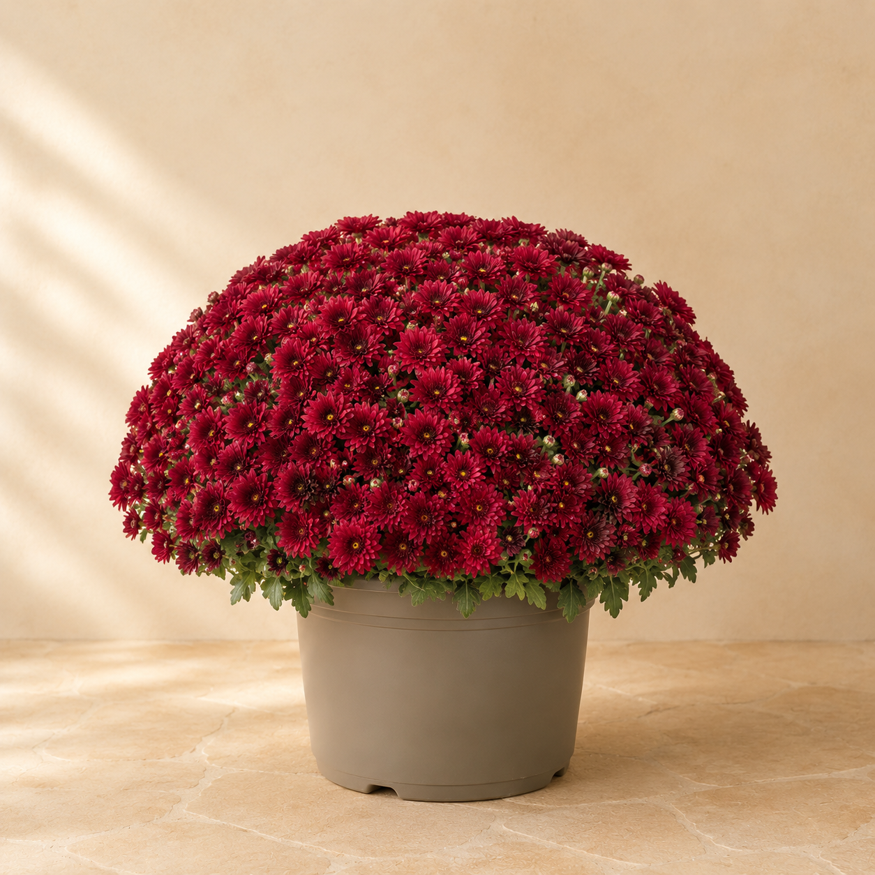 Burgundy fall mum in a plain plastic nursery pot